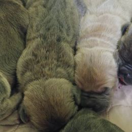 Cane Corso Puppies from Samantha Jackson