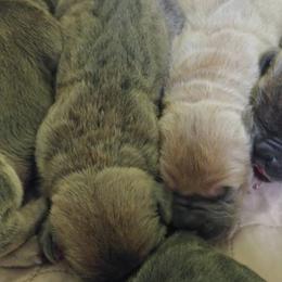 Cane Corso Puppies from Samantha Jackson