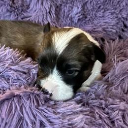 Cashew - Sable female Pembroke Welsh Corgi puppy in Lima, New York from Hickory Springs Corgis