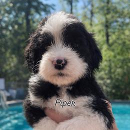 Piper - Black and white female Sheepadoodle puppy in Rocky Point, North Carolina from CelticDoods
