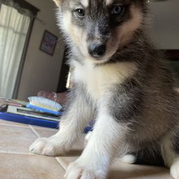 Siberian Husky Puppies from Dances With Huskies