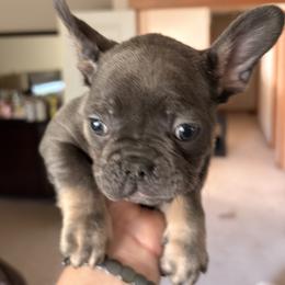 Lucio - Fawn brindle and white male French Bulldog puppy in Lynnwood, Washington from Pawsitive Frenchies