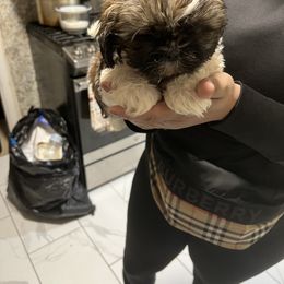 Shih Tzu Puppies from Patton's Shih Tzus