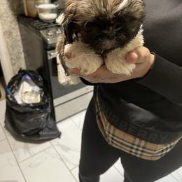 Shih Tzu Puppies from Patton's Shih Tzus