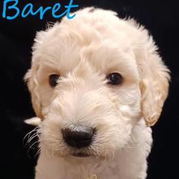 Goldendoodle and Poodle Puppies from Fisher River Doodle's