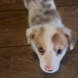 Hollis(fluff and bluie carrier red merle) - Red merle and white female American Corgi puppy in Scottown, Ohio from Wyndy Ridge Corgis