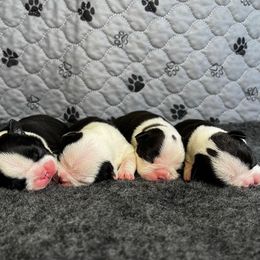 AKC to be determined - Black brindle and white female Boston Terrier puppy in Galena, Kansas from RottNBostons