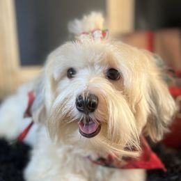 Dakota - Havanese