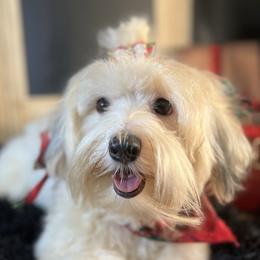 Dakota - Havanese
