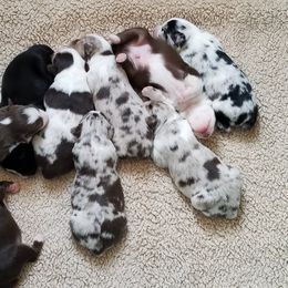 Miniature Australian Shepherd Puppies from Klatt's Mini Aussies