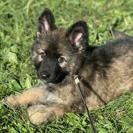 Orange - Sable male German Shepherd puppy in La Follette, Tennessee from Moore German Shepherds