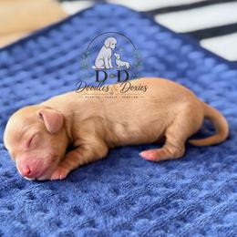 Pokemon 1 - Red male Dachshund puppy in Bremen, Georgia from Doodles & Doxies