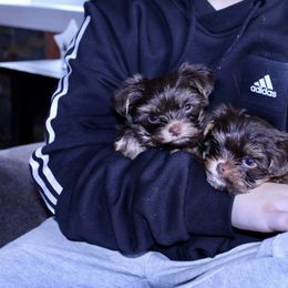 Yorkshire Terrier Puppies from Diamond in a Rough Yorkies