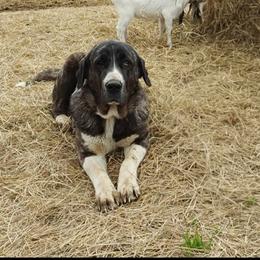 Kayleen - Turkish Boz Shepherd