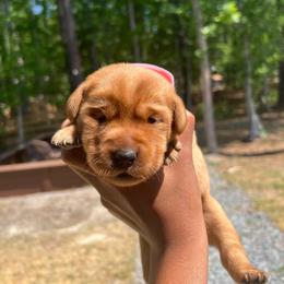 Ember - Yellow female Labrador Retriever puppy in Carthage, North Carolina from Wicked Pines Retrievers