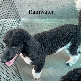Poodle All Grown Up from Carla J Baroni