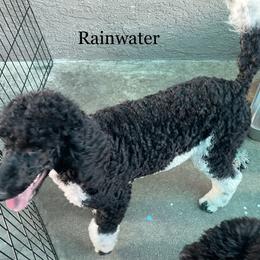 Poodle All Grown Up from Carla J Baroni