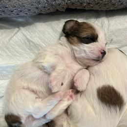 Brown White Parti Female (5 Spots) - Parti female Yorkipoo puppy in Topeka, Kansas from Bayless Yorkiepoos