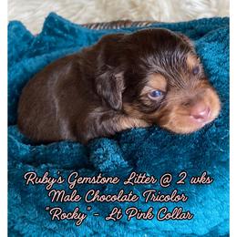 Rocky - male Australian Mountain Doodle puppy in Port Orchard, Washington from Yukon Harbor Doodles