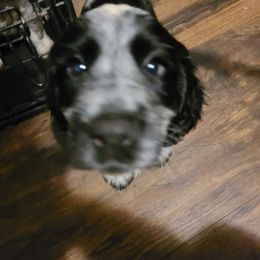 English Springer Spaniel Puppies from Savannah River Springers