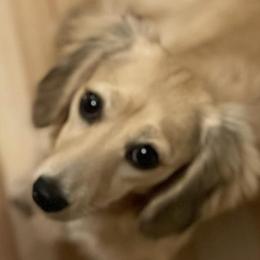 Emma - Dachshund