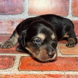 Oreo -green boy - Black and cream male Dachshund puppy in North Auburn, California from Northern Doxie