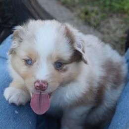 Girl 2 - Red merle female Australian Shepherd puppy in Nebraska from Our Barn Aussies