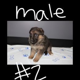 Male 2 - Bi-color German Shepherd puppy in Snellman, Minnesota from Catensrd