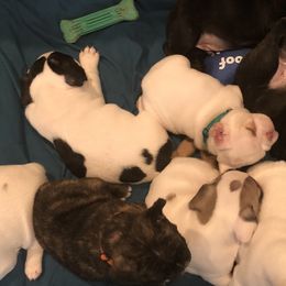 French Bulldog Puppies from ETL FUNTASTIC FRENCHIES