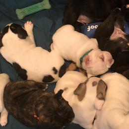 French Bulldog Puppies from ETL FUNTASTIC FRENCHIES