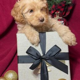 Tummi - CM0551 - Caramel male Australian Labradoodle puppy in Easley, South Carolina from Royal Diamond Labradoodles