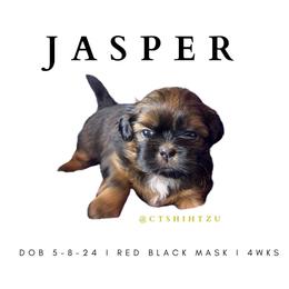 Shih Tzu Puppies from Crown & Tress Shih Tzu