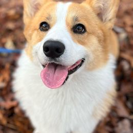 American Corgis and Pembroke Welsh Corgis from Barker's Corgis