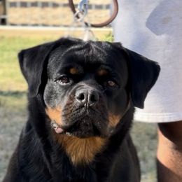 Valencia - Rottweiler