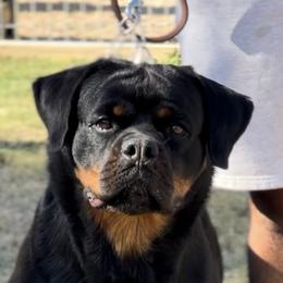 Valencia - Rottweiler