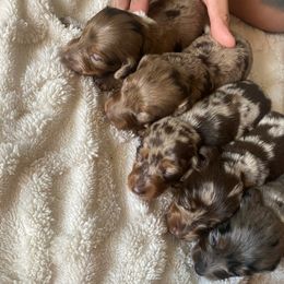 Dachshund puppies from Sunset Dachshunds