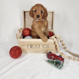 Cavapoo Puppies from Sharices Cavapoos