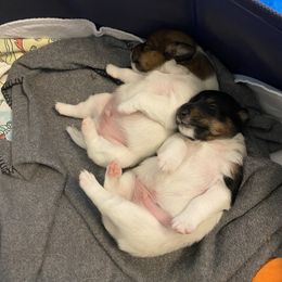 Smooth Fox Terrier Puppies from Jetstream Show Dogs