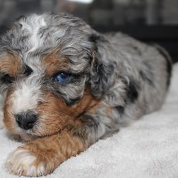 Clara - Blue merle female Bernedoodle puppy in North Ogden, Utah from Flying S Mini Dachshunds
