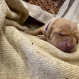 Girl 4 - female Labrador Retriever puppy in La Plata, Maryland from DeVoy Country Labs