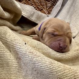 Girl 4 - female Labrador Retriever puppy in La Plata, Maryland from DeVoy Country Labs
