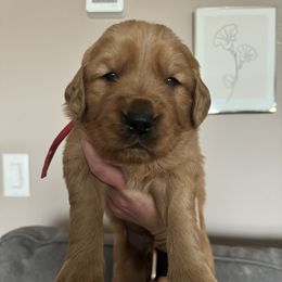 Golden Retriever Puppies from Golden View Ranch