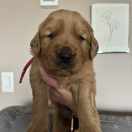 Golden Retriever Puppies from Golden View Ranch