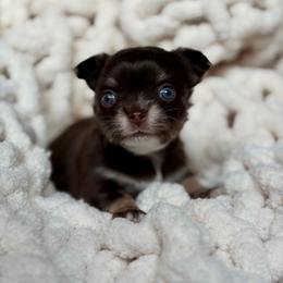 Astro - 4550 - Chocolate and tan male Chihuahua puppy in Beaumont, Texas from Down south pups