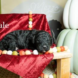 Kale - Black female Poodle puppy in Spring Branch, Texas from Mezzo Poodles