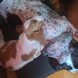 Basset Hounds from Blissful Basset Hounds