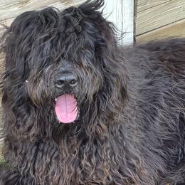 Romolo - Bergamasco Sheepdog