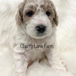 Goldendoodle Puppies from Cherry Lane Farm