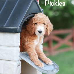 Pickles - Red  male Poodle puppy in Williamsburg, Ohio from Iaroli’s  Small Standard Poodles