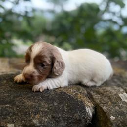 Honey - Dapple female Dachshund puppy in Park Hill, Oklahoma from Lakeview Dachshunds